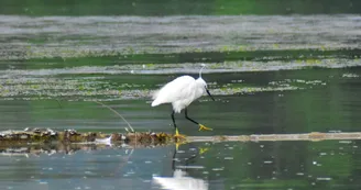 Protected natural site on Printegarde Island
