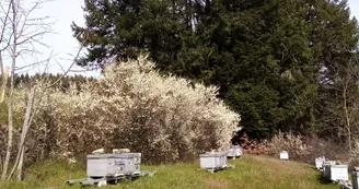 Beekeeping - L'Abeille du Doux