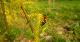 Beekeeping - L'Abeille du Doux