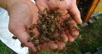 Beekeeping - L'Abeille du Doux