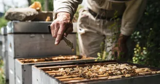 Beekeeping - L'Abeille du Doux