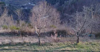 Marcesse