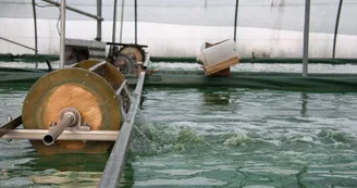 Spiruline La Craquante