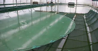 Spiruline La Craquante