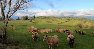 Farm Marette