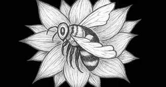 Apistil 07