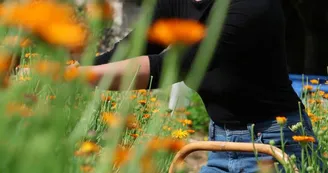 Les sens sauvages - Plantes aromatiques et médicinales Les sens sauvages - Plantes aromatiques et médicinales