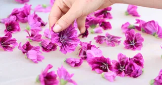 Les sens sauvages - Plantes aromatiques et médicinales Les sens sauvages - Plantes aromatiques et médicinales