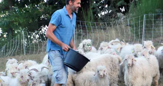Mohair d'Ardèche - Angora goat breeding