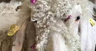 Mohair d'Ardèche - Angora goat breeding