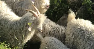 Mohair d'Ardèche - Angora goat breeding