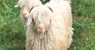 Mohair d'Ardèche - Angora goat breeding